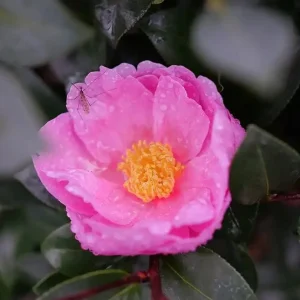 Double Mauve Camellia Live Plant - Fall Blooming, 4 inch Pot - Image 3