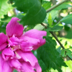 Double Purple/Pink Rose of Sharon Unrooted Cuttings - Set of 10, Outdoor Flowering Shrub - Image 6