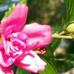 Double Purple/Pink Rose of Sharon Unrooted Cuttings - Set of 10, Outdoor Flowering Shrub - Image 7