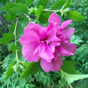 Double Purple/Pink Rose of Sharon Unrooted Cuttings - Set of 10, Outdoor Flowering Shrub - Image 9