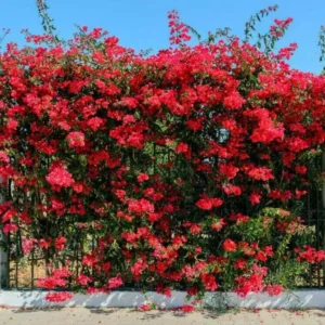 Double Red Bougainvillea Live Plant Starter Set - 4-10