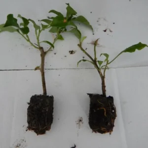 Double Red Bougainvillea Live Plant Starter Set - 4-10