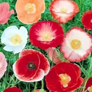 Double Shirley Poppy Flower Seeds - 1000+ Annual Mixed Colors Outdoor - Image 1