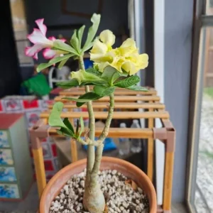 Double Yellow Desert Rose Live Plant - Adenium Obesum Starter - 4-6