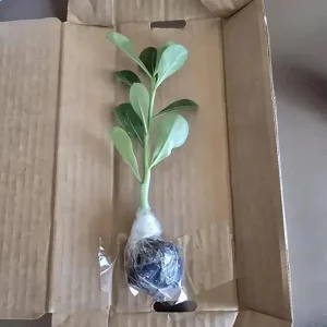 Double Yellow Desert Rose Live Plant - Adenium Obesum Starter - 4-6