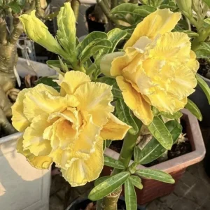 Double Yellow Desert Rose Live Plant - Adenium Obesum Starter - 4-6