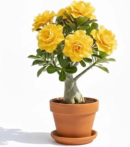 Double Yellow Desert Rose Live Plant, Adenium Succulent, 4-7 Inch Tall, Vibrant Blooms - Image 5