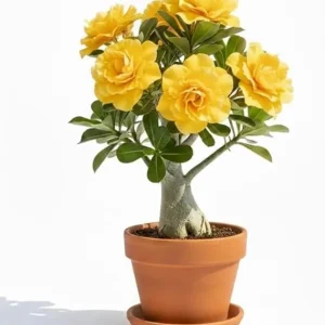 Double Yellow Desert Rose Live Plant, Adenium Succulent, 4-7 Inch Tall, Vibrant Blooms - Image 6