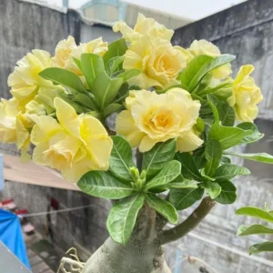 Double Yellow Desert Rose Live Starter Plant - 3-6