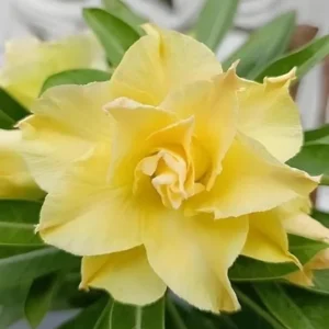 Double Yellow Desert Rose Live Starter Plant - 3-6