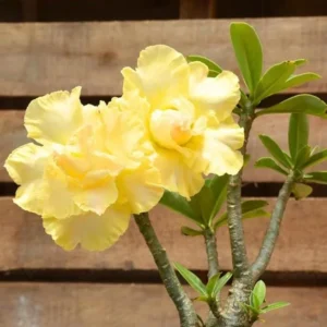 Double Yellow Desert Rose Live Starter Plant - 3-6" Tall - Yellow Blooms - Image 1