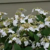 Doublefile Viburnum Live Plant - Outdoor Shrub - 4 inch Pot - Image 1