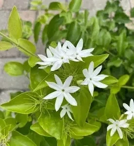 Downy Jasmine Live Plant - Fragrant Evergreen Shrub for Outdoor Gardens - Image 5