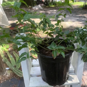 Downy Jasmine Live Plant (Jasminum Multiflorum) - Fragrant Evergreen Shrub - Image 2