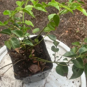 Downy Jasmine Live Plant (Jasminum Multiflorum) - Fragrant Evergreen Shrub - Image 3