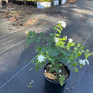 Downy Jasmine Live Plant (Jasminum Multiflorum) - Fragrant Evergreen Shrub - Image 1
