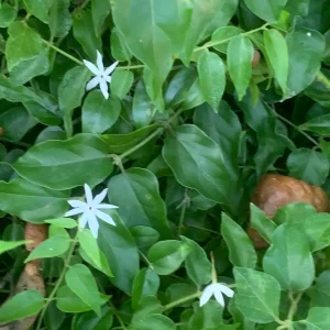 Downy Jasmine Live Plant (Jasminum Multiflorum) - Fragrant Evergreen Shrub - Image 7