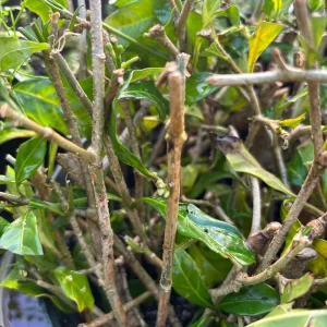 Downy Jasmine Live Plant (Jasminum Multiflorum) - Fragrant Evergreen Shrub - Image 8