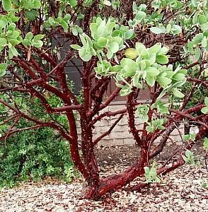Dr. Hurd Manzanita Live Plant - 6" Tall Starter Shrub in 6" Pot - Outdoor Drought Tolerant - Image 1