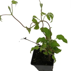 Dr. Ruppel Clematis Live Plant – 2.5 inch Pot – Perennial Flowering Vine - Image 3
