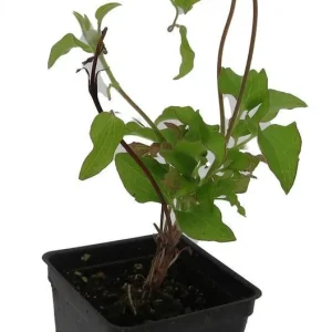 Dr. Ruppel Clematis Live Plant – 2.5 inch Pot – Perennial Flowering Vine - Image 4