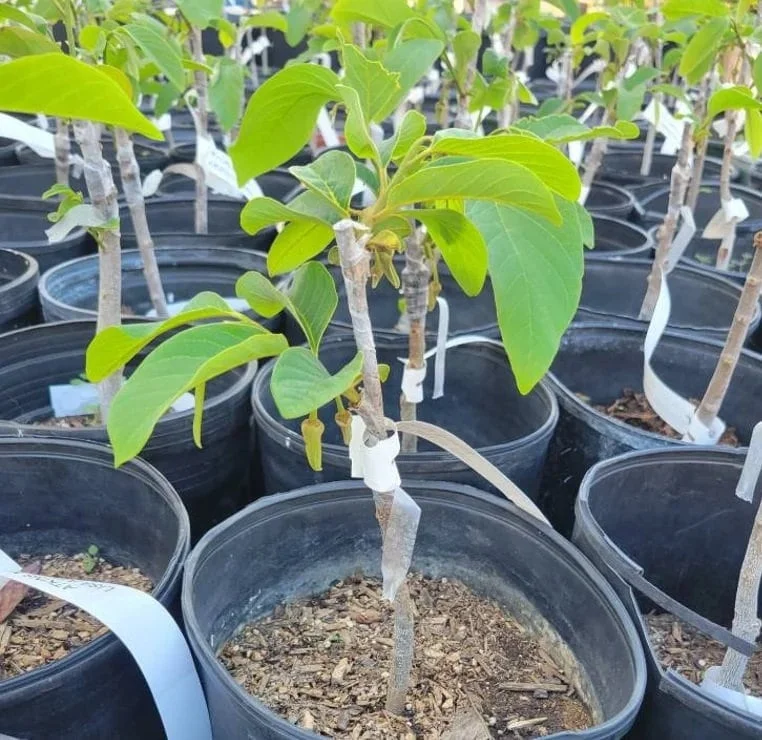 Dr. White Cherimoya Grafted Tree - 1-2 ft Tall Live Plant - Sweet Fruit - 3 Gal Pot - Image 2