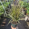 Dracaena Bicolor Cane Live Plant - 6in Pot | Dracaena Marginata | Corn Plant - Image 1