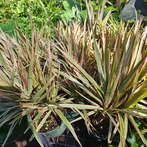 Dracaena Bicolor Cane Live Plant - 6in Pot | Dracaena Marginata | Corn Plant - Image 2
