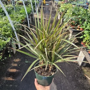 Dracaena Bicolor Cane Live Plant - 6in Pot | Dracaena Marginata | Corn Plant - Image 1