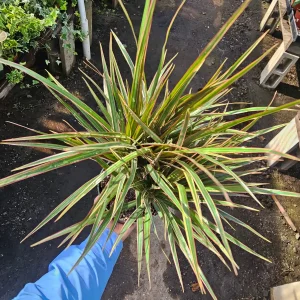 Dracaena Bicolor Cane Live Plant - 6in Pot | Dracaena Marginata | Corn Plant - Image 4