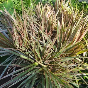 Dracaena Bicolor Cane Live Plant - 6in Pot | Dracaena Marginata | Corn Plant - Image 5