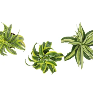 Dracaena Combo Live Plant – Assorted Indoor Houseplant Surprise – 4 inch Pot - Image 2