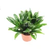 Dracaena Compacta 'Janet Craig' - 6 inch Potted Live Indoor Plant - Image 1