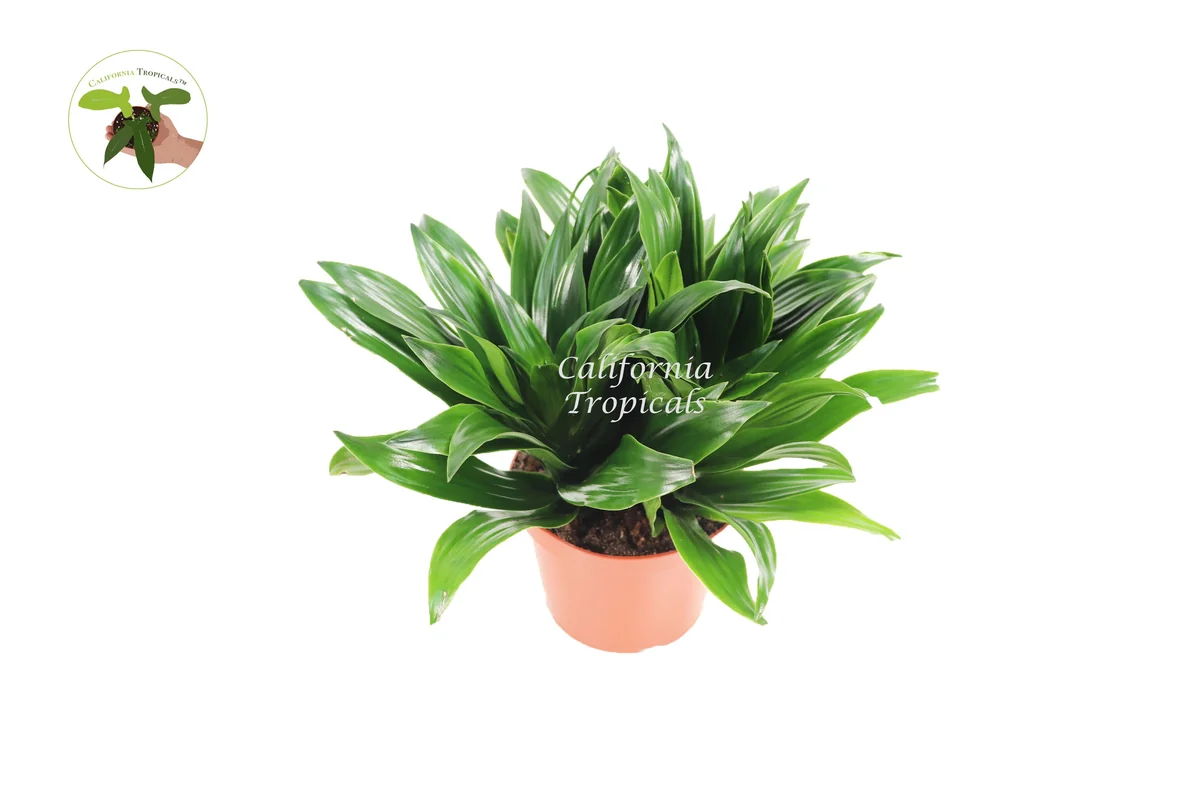 Dracaena Compacta 'Janet Craig' - 6 inch Potted Live Indoor Plant - Image 1
