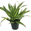 Dracaena Dragon Tree Live Plant – Indoor Houseplant – 6 inch Pot - Image 1