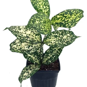 Dracaena Florida Beauty Live Plant – 3 Inch Pot – Indoor Houseplant - Image 1