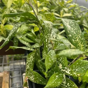 Dracaena Florida Beauty Live Plant – 3 Inch Pot – Indoor Houseplant - Image 4