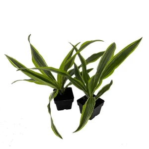 Dracaena Gold Star Dragon Tree Live Plant – Easy Care Indoor Houseplant – 2 Pack 3" Pots - Image 1