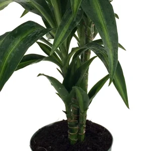 Dracaena Hawaiian Sunshine Dragon Tree Live Plant – 6 inch Pot – Indoor - Image 2