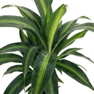 Dracaena Hawaiian Sunshine Dragon Tree Live Plant – 6 inch Pot – Indoor - Image 3