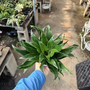 Dracaena Janet Craig Compacta Live Plant – 4in Pot – Indoor Houseplant - Image 3