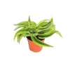 Dracaena Lemon Surprise Live Plant – 4 inch Potted Houseplant – Indoor Foliage - Image 1