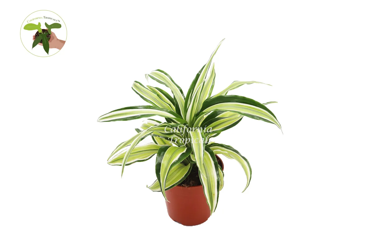 Dracaena Lime Dragon Malaika Live Plant – 4 inch Pot – Indoor Foliage Houseplant - Image 1