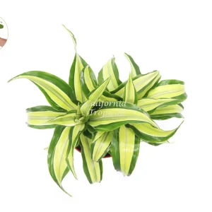 Dracaena Lime Dragon Malaika Live Plant – 6 inch Pot – Indoor Foliage Houseplant - Image 2