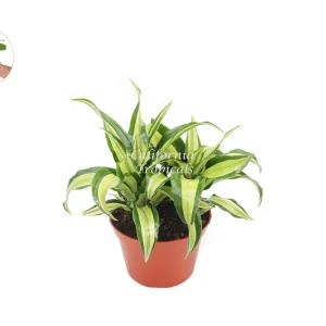 Dracaena Lime Dragon Malaika Live Plant – 6 inch Pot – Indoor Foliage Houseplant - Image 1