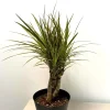 Dracaena Magenta Braid Live Plant – Braided Dracaena Marginata – 6 Inch Pot – Indoor Houseplant - Image 1