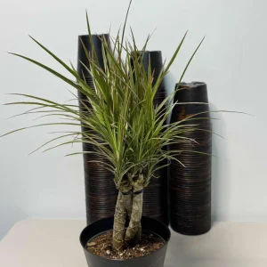 Dracaena Magenta Braid Live Plant – Braided Dracaena Marginata – 6 Inch Pot – Indoor Houseplant - Image 3