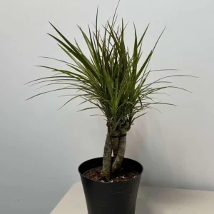 Dracaena Magenta Braid Live Plant – Braided Dracaena Marginata – 6 Inch Pot – Indoor Houseplant - Image 4