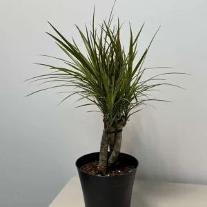 Dracaena Magenta Braid Live Plant – Braided Dracaena Marginata – 6 Inch Pot – Low Maintenance Indoor Plant - Image 5