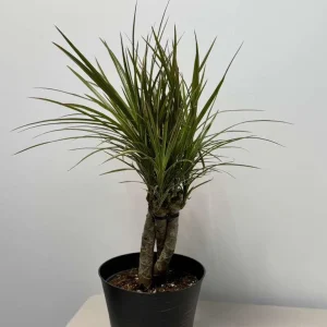 Dracaena Magenta Braid Live Plant – Braided Dracaena Marginata – 6 Inch Pot – Low Maintenance Indoor Plant - Image 6